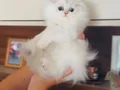 Sosyal ve sağlıklı British longhair sevgi dolu bebekler
