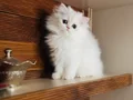 Sosyal ve sağlıklı British longhair sevgi dolu bebekler