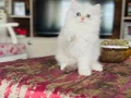 Sosyal ve sağlıklı British longhair sevgi dolu bebekler