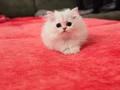 Sosyal ve sağlıklı British longhair sevgi dolu bebekler