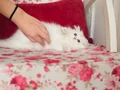 Sosyal ve sağlıklı British longhair sevgi dolu bebekler