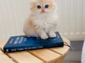 Oyuncak değil gerçek anime bebekleri