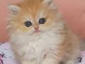 Safkan Briitsh longhair dişi bebek 