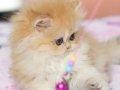 Safkan Briitsh longhair dişi bebek 