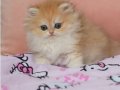 Safkan Briitsh longhair dişi bebek 