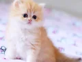 Çocuklarla uyumu harika British longhair bebek
