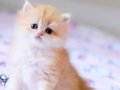 Çocuklarla uyumu harika British longhair bebek