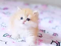 Çocuklarla uyumu harika British longhair bebek