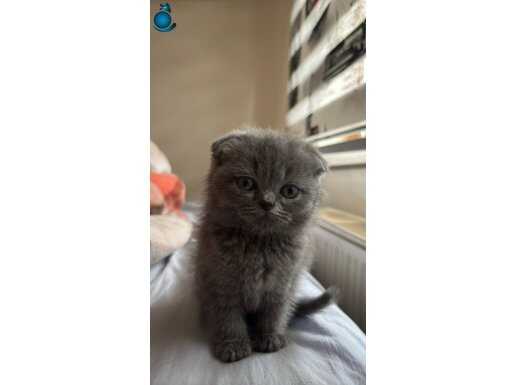 Ayi surat scottish fold