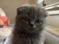 Ayi surat scottish fold