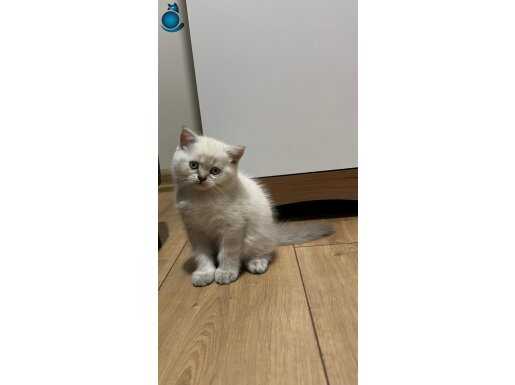 Bem Beyaz Mavi gözlü oyuncu yavru 