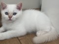 Mas mavi boncuk gözlü kar beyazı yavrular