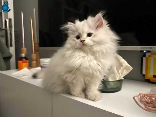 Scrli golden ve silver yavrular (dişi) 