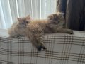 Longhair Erkek Yavrular