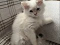 Longhair Erkek Yavrular