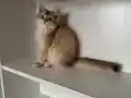 Safkan Anne babanın safkan bebişleri