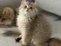 Safkan Anne babanın safkan bebişleri