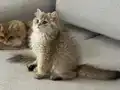 Safkan Anne babanın safkan bebişleri