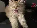 Safkan Anne babanın safkan bebişleri