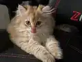 Safkan Anne babanın safkan bebişleri
