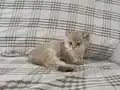 Safkan Anne babanın safkan bebişleri