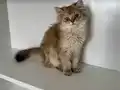 Safkan Anne babanın safkan bebişleri