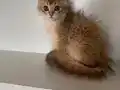 Safkan Anne babanın safkan bebişleri