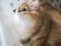 Safkan longhair Dişi yavrular