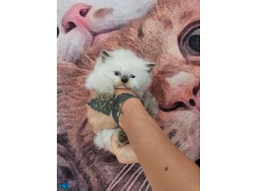 HARIKA KALİTEDE BRITISH BLUE POINT LONGHAIR