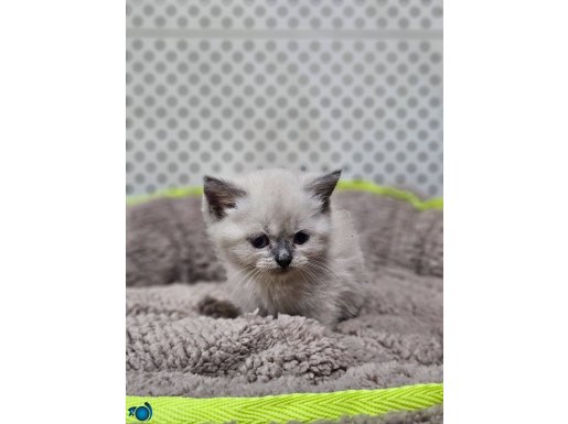 HARIKA KALITEDE BLUE POINT SHORTHAIR YAVRULARIMIZ 