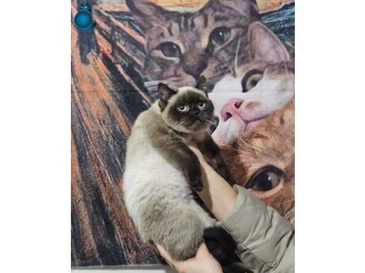 Maskeli Güzellik: Safkan Blue Point British Shorthair Yavrular