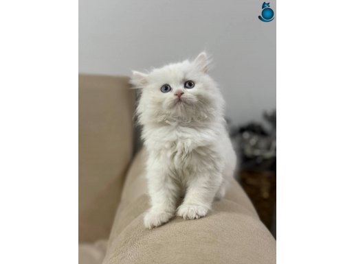 Güncel aşılar yapılmış olan bebeklerimiz İstanbul 