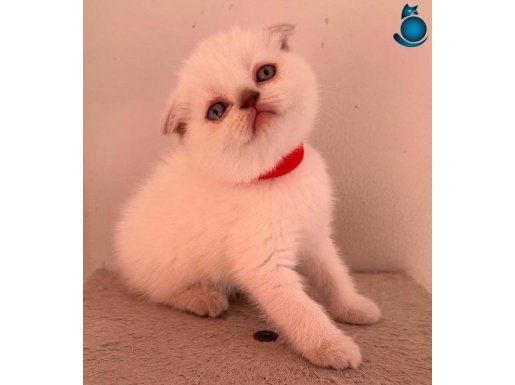 Gölge Veteriner Kliniği Garantisi ile Büyüleyici Yavrular