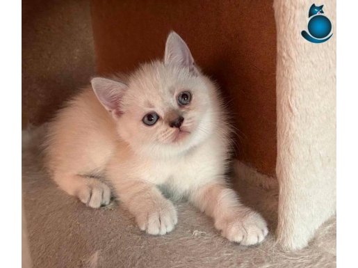 Gölge veteriner Kliniği garantisi ile yeni yavrular 