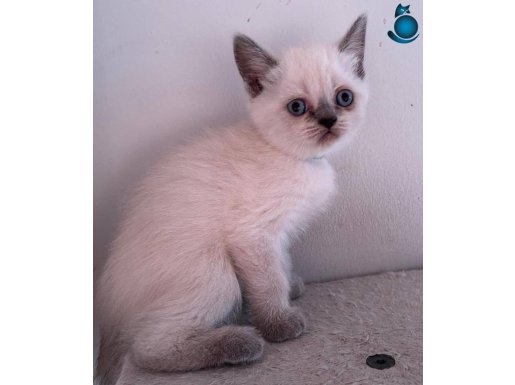 Veteriner Kliniği Garantisi ile Pofuduk Yavrular