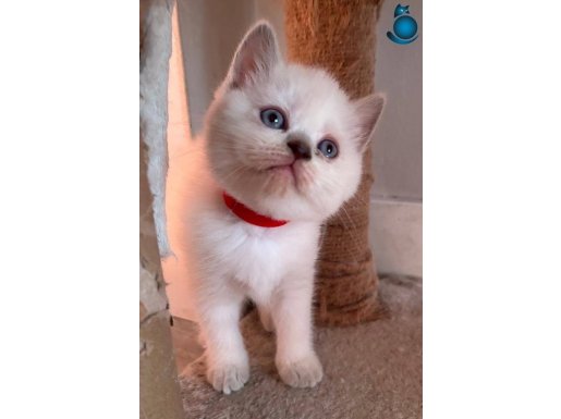 Gölge veteriner Kliniği garantisi ile uygun yavrular