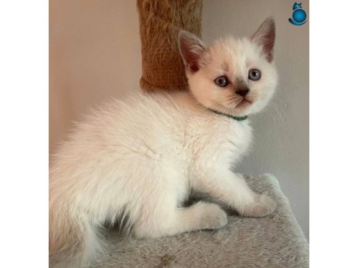 Gölge Veteriner Kliniği Garantisi ile Sevimli Yavrular