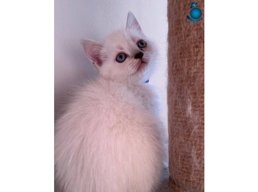 Veteriner Kliniği Garantisi ile Beyaz Patiler