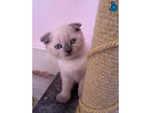 Veteriner Kliniği Garantisi ile Porselen Bebekler