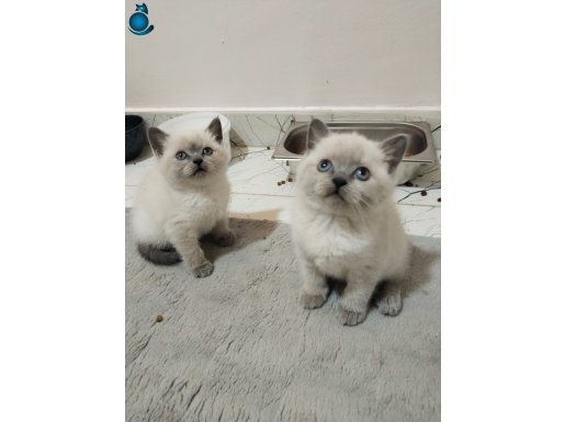 Safkan ayı surat maviş göz british shorthair bebekler