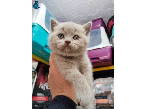 AYİ SURAT FAWN renk safkan british shorthair ERKEK 