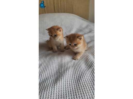 GOLDEN NY12 ERKEK BEBEK SHOW KALİTE