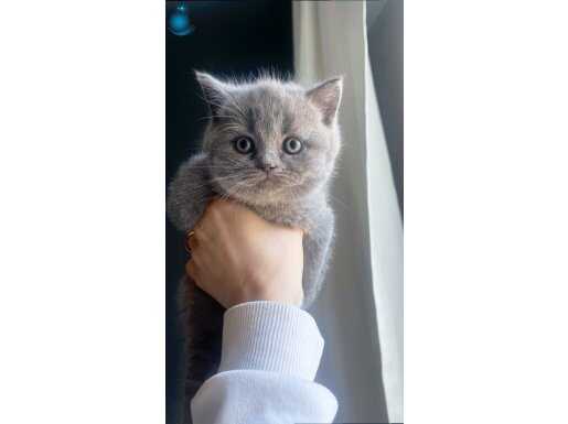 Safkan BRİTİSH shorthair ayı surat bebekler...