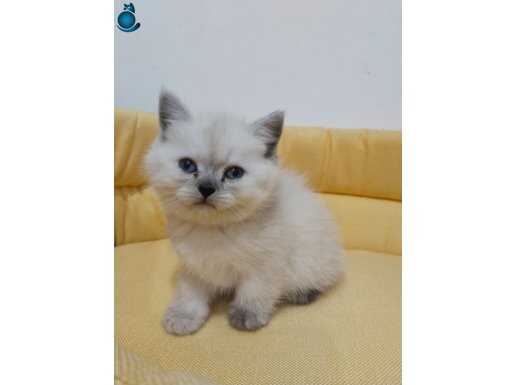 Pamuk Prens: Maviş Gözlü Ayı Surat Safkan British Shorthair Bebek