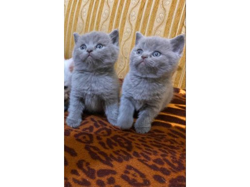 Safkan british shorthair Dolgun Yanaklı
