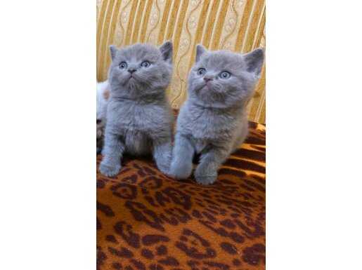Safkan british shorthair ayı surat bebekler