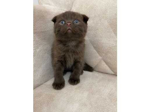 Nadide Tonlarda Bir Görsel Şölen Erkek Scottish