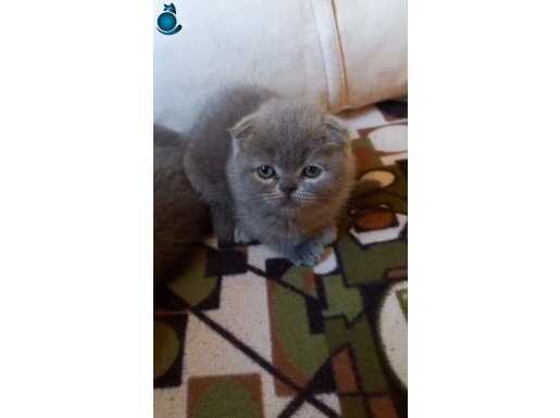 Ayı surat top kafa sıfır kulak dışı bebis