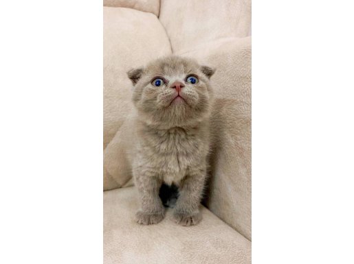 Eşsiz Güzellik Ayı Surat Fawn Renk Scottish Fold
