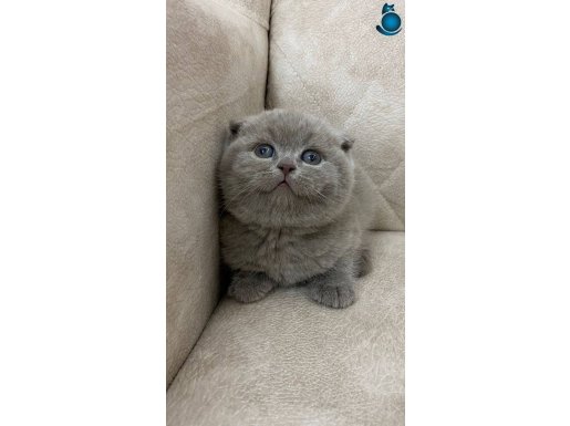 AYI SURAT SİFİR KULAK FAWN RENGİ dışı bebekler